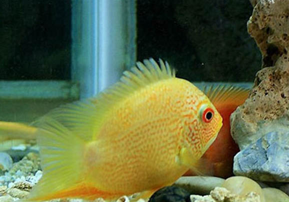 金菠蘿魚繁殖