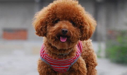 泰迪犬受歡迎的顏色有哪些