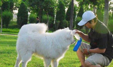 純種薩摩耶犬大概多少錢一只