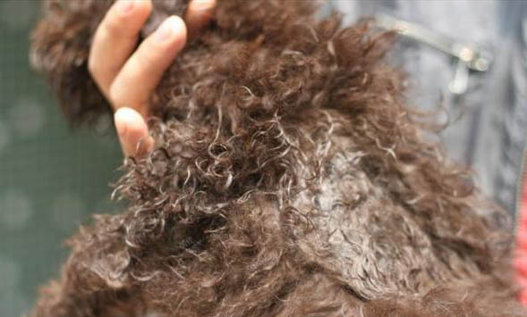 狗生死胎的四種原因及處理方法
