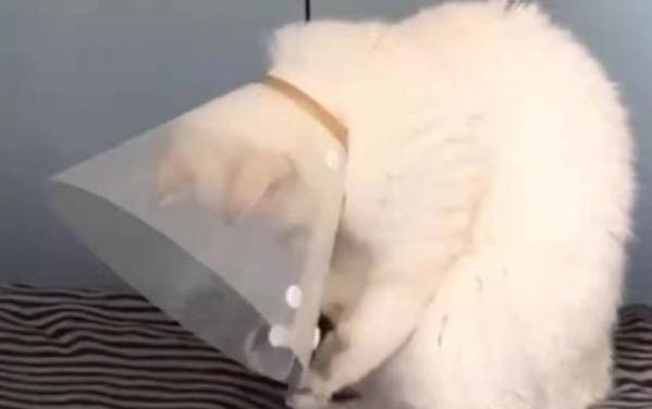 貓咪冬季感冒癥狀
