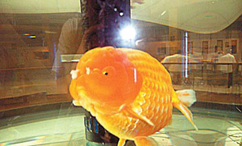 金魚沉底不動怎么救治