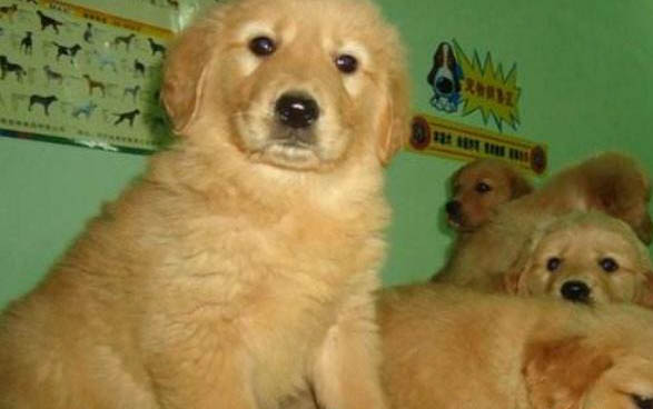 金毛尋回犬體溫39.5算不算發燒