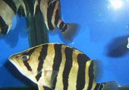 印尼虎魚水溫度多少最佳