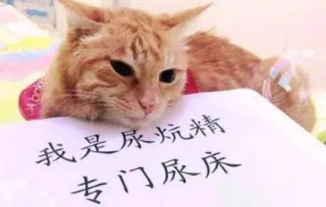 貓咪不進(jìn)貓窩怎么辦，貓咪不進(jìn)貓窩的原因有哪些