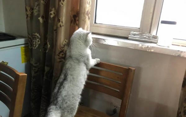 貓咪傷口發炎了怎么辦
