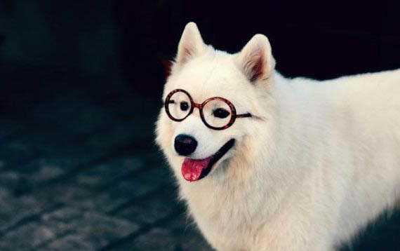 狗狗得狂犬病有哪些癥狀
