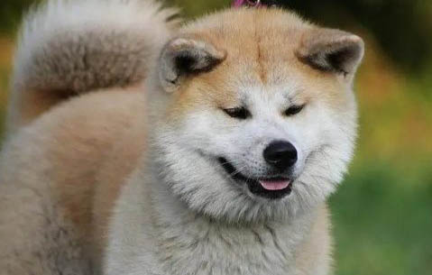 狗狗得癌癥能活多久