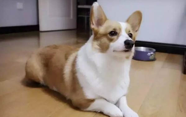 狗感冒可以吃人吃的感冒藥嗎？