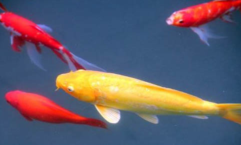 觀賞魚地圖魚價(jià)格多少錢一條,什么樣的地圖魚值錢