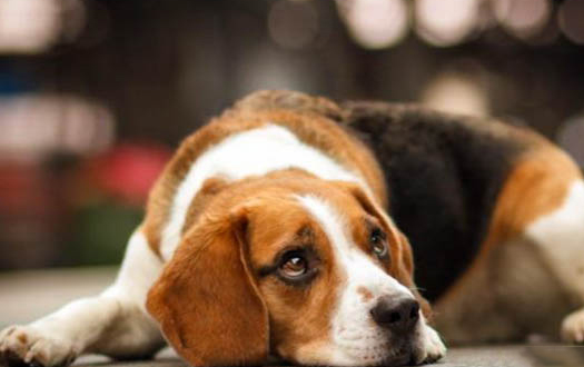 布列塔尼犬吐黃水拉稀沒精神