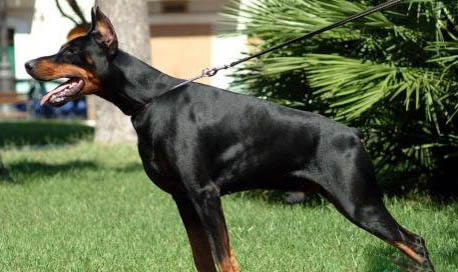 杜賓犬有哪些優(yōu)點和缺點