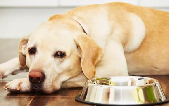 狗狗拉稀禁食禁水嗎