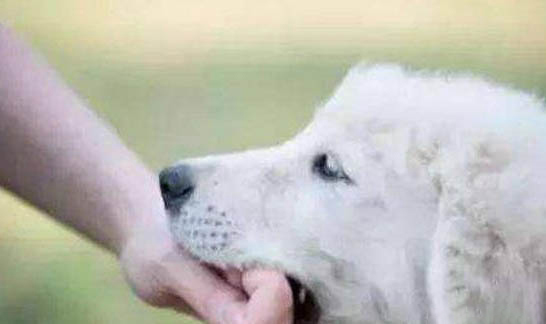 被打了狂犬疫苗的貓咪咬了會有事嗎