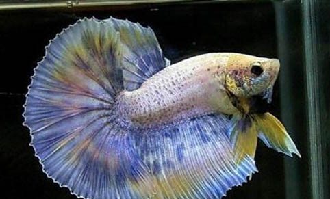 觀賞魚多久喂一次食好