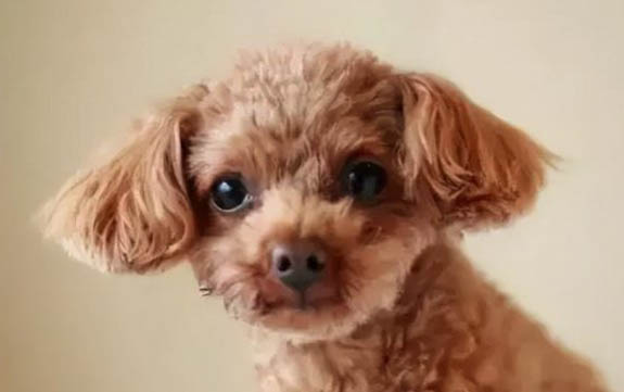 狗狗細小和冠狀都得了可以治好嗎
