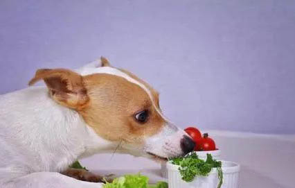 狗狗犬瘟熱的癥狀有哪些