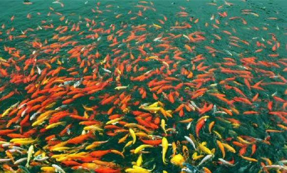 冷水觀賞魚有哪些品種呢?