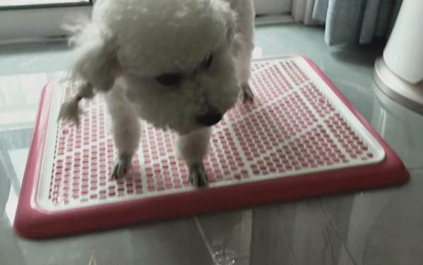 狗狗突然眼睛睜不開了怎么辦