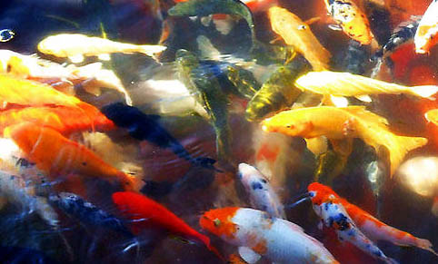 魚缸養褐藻需要怎樣處理