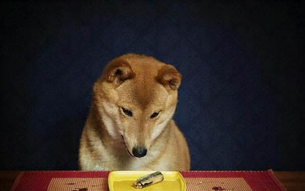 狗狗的關節炎多久能治愈