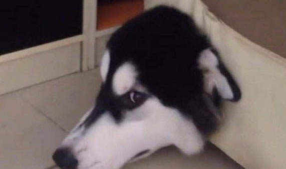 哈士奇狗耳朵塌是純的么
