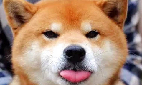 柴犬的平均壽命多少年