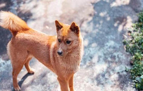 幼犬糧和成犬區(qū)別