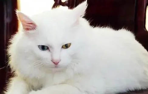 如何飼養(yǎng)獅子狗