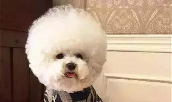 狗狗突然很反常夾尾巴沒精神