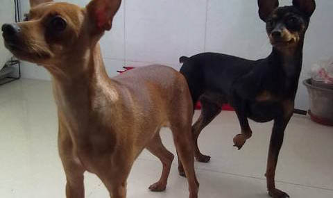 迷你杜賓犬哪些缺點