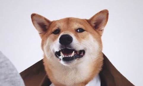 柴犬的平均壽命多少年