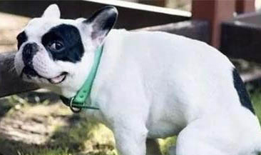 棉花面紗犬哪里有賣