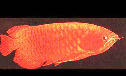 銀龍魚咬銀龍魚的原因及處理方法