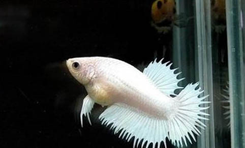 觀賞魚魚虱病的治療方法