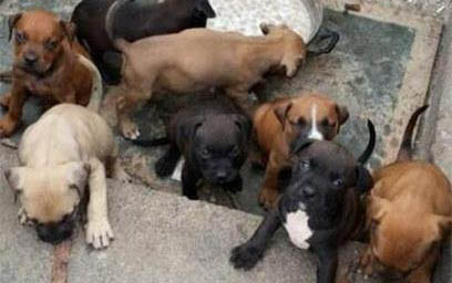 比特犬和藏獒哪個厲害?