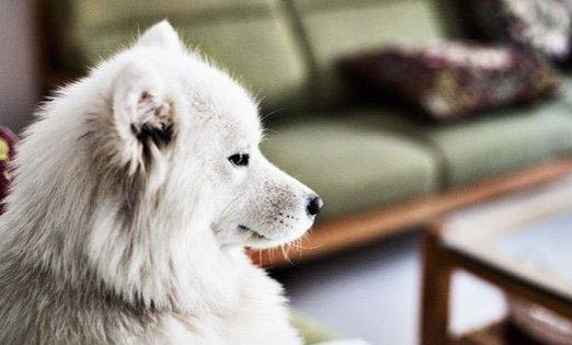 狗狗著涼的癥狀有哪些
