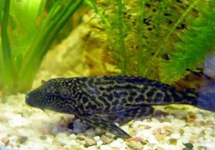 清道夫飼養方法