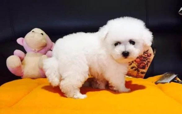 比熊犬和泰迪哪個好
