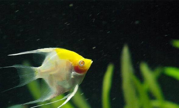 12種最適合懶人養的魚