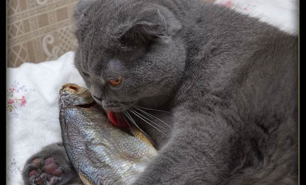 貓咪不進食的原因及處理方法