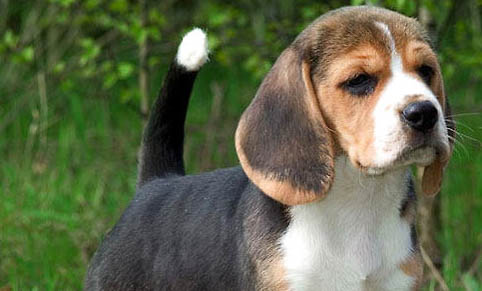 比格犬有哪些缺點呢?