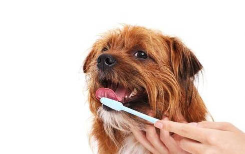 如何檢測(cè)狗狗得了細(xì)小或犬瘟
