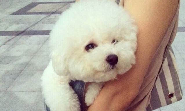 帶狗狗遛彎散步有什么好處