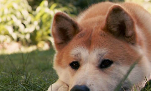 16個(gè)不可以養(yǎng)秋田犬的理由