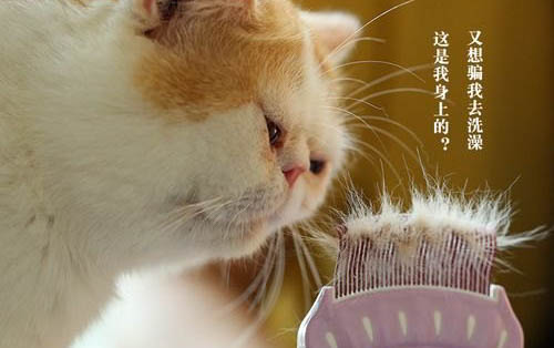 人得貓癬不治療自己會(huì)痊愈嗎