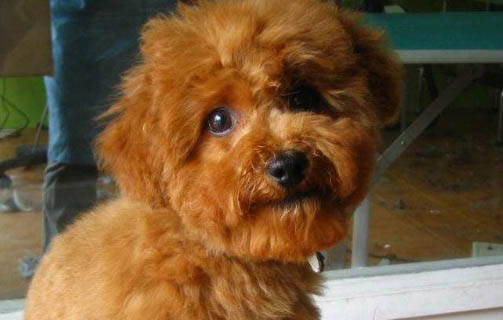 狗狗需要多久打一次狂犬疫苗
