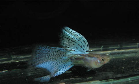 孔雀魚打氧會影響休息嗎