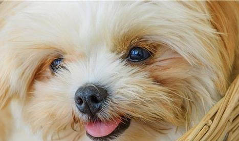 西施犬不拉屎拉尿怎么辦