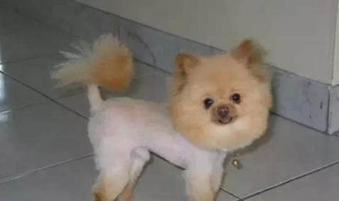 狗狗配完多久可以看出懷孕了